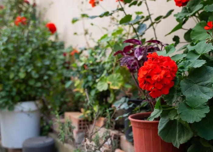 Lejlighed Nyx Tripoli